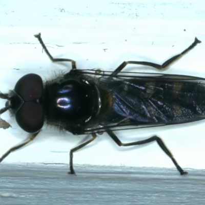 Melangyna viridiceps (Hover fly) at Ainslie, ACT - 29 Sep 2023 by jb2602