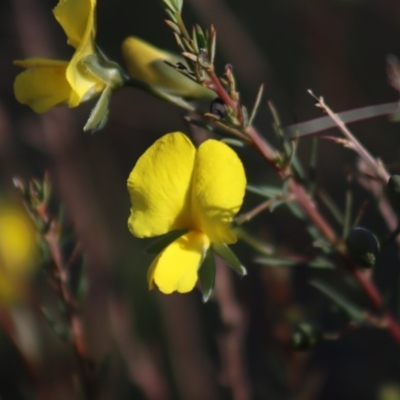 Gompholobium huegelii (Pale Wedge Pea) at Gundaroo, NSW - 11 Oct 2023 by Gunyijan