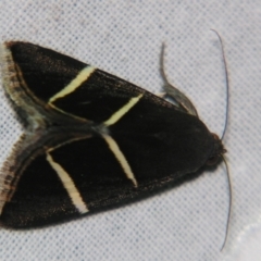 Grammodes justa (Plain Box-Owlet) at Sheldon, QLD - 14 Sep 2007 by PJH123