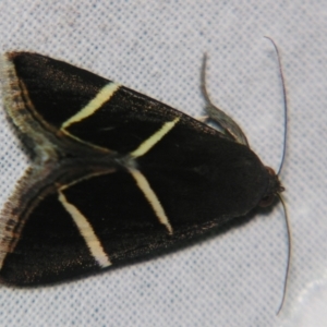 Grammodes justa at Sheldon, QLD - suppressed