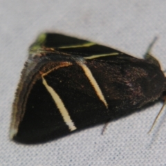 Grammodes justa at Sheldon, QLD - suppressed