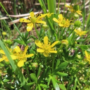 Ranunculus papulentus at Fyshwick, ACT - 11 Oct 2023 01:17 PM