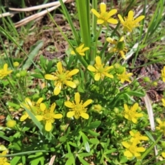 Ranunculus papulentus at Fyshwick, ACT - 11 Oct 2023