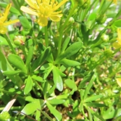 Ranunculus papulentus at Fyshwick, ACT - 11 Oct 2023