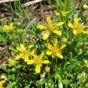 Ranunculus papulentus at Fyshwick, ACT - 11 Oct 2023 01:17 PM