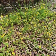 Ranunculus papulentus at Fyshwick, ACT - 11 Oct 2023 01:17 PM