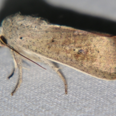 Leucania (genus) (A noctuid moth) at Sheldon, QLD - 14 Sep 2007 by PJH123