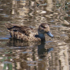 Anas gracilis at Fyshwick, ACT - 11 Oct 2023 12:52 PM