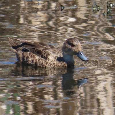 Anas gracilis (Grey Teal) at Fyshwick, ACT - 11 Oct 2023 by MatthewFrawley