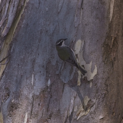 Melithreptus brevirostris (Brown-headed Honeyeater) at Rendezvous Creek, ACT - 11 Oct 2023 by MichaelWenke