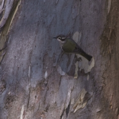 Melithreptus brevirostris at Rendezvous Creek, ACT - 11 Oct 2023 01:27 PM