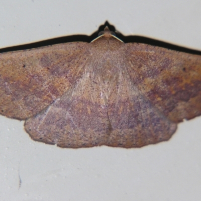 Idiodes apicata (Bracken Moth) at Sheldon, QLD - 14 Sep 2007 by PJH123