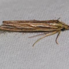 Meyrickella ruptellus (Hypeninae, Erebidae) at Sheldon, QLD - 15 Sep 2007 by PJH123