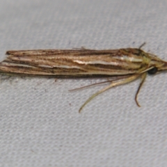 Meyrickella ruptellus (Meyrickella ruptellus) at Sheldon, QLD - 15 Sep 2007 by PJH123