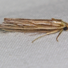 Meyrickella ruptellus at suppressed - 15 Sep 2007