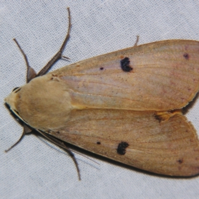 Ophiusa disjungens (Guava Moth) at Sheldon, QLD - 14 Sep 2007 by PJH123