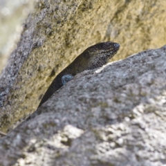 Egernia cunninghami (Cunningham's Skink) at Namadgi National Park - 11 Oct 2023 by Trevor