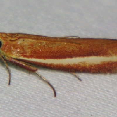 Unplaced eucometis (A Pyralid moth (Phyccitinae)) at Sheldon, QLD - 15 Sep 2007 by PJH123