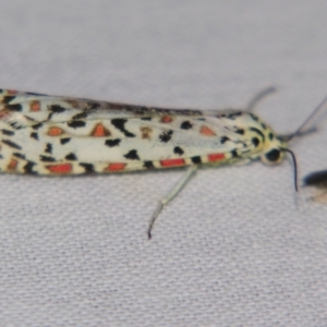 Utetheisa pulchelloides at Sheldon, QLD - 14 Sep 2007 07:07 PM