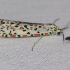 Utetheisa pulchelloides (Heliotrope Moth) at Sheldon, QLD - 14 Sep 2007 by PJH123
