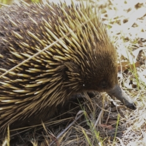 Tachyglossus aculeatus at Acton, ACT - 10 Oct 2023 10:45 AM