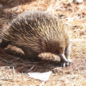 Tachyglossus aculeatus at Acton, ACT - 10 Oct 2023 10:45 AM