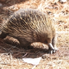 Tachyglossus aculeatus at Acton, ACT - 10 Oct 2023