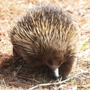 Tachyglossus aculeatus at Acton, ACT - 10 Oct 2023 10:45 AM