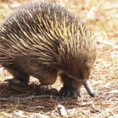 Tachyglossus aculeatus at Acton, ACT - 10 Oct 2023 10:45 AM