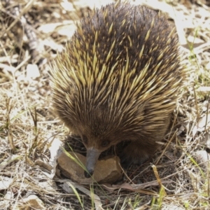 Tachyglossus aculeatus at Acton, ACT - 10 Oct 2023 10:45 AM