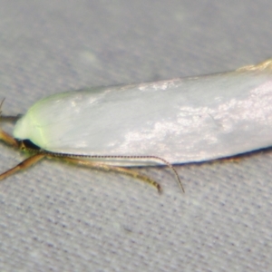 Xylorycta (genus) at Sheldon, QLD - suppressed