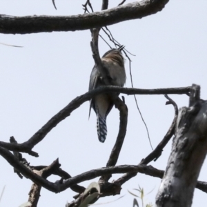 Cacomantis flabelliformis at Acton, ACT - 10 Oct 2023