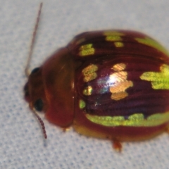 Chrysomelidae sp. (family) by PJH123