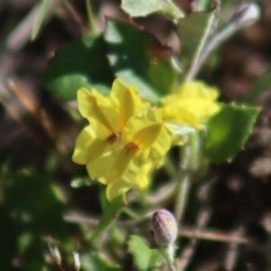 Goodenia hederacea subsp. hederacea at Gundaroo, NSW - 11 Oct 2023