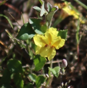 Goodenia hederacea subsp. hederacea at Gundaroo, NSW - 11 Oct 2023