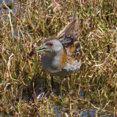 Zapornia pusilla (Baillon's Crake) at Jerrabomberra Wetlands - 11 Oct 2023 by MatthewFrawley