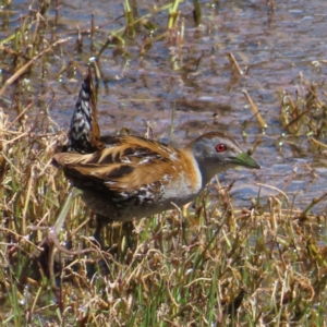 Zapornia pusilla at Fyshwick, ACT - 11 Oct 2023