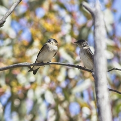 Petrochelidon nigricans (Tree Martin) at Rendezvous Creek, ACT - 11 Oct 2023 by Trevor