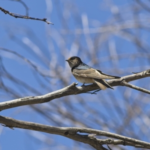 Petrochelidon nigricans at Rendezvous Creek, ACT - 11 Oct 2023