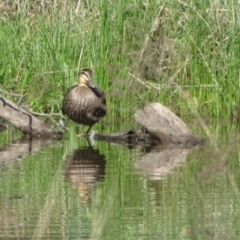 Anas superciliosa (Pacific Black Duck) at Jerrabomberra, ACT - 8 Oct 2023 by Mike