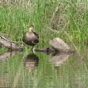 Anas superciliosa at Jerrabomberra, ACT - 8 Oct 2023