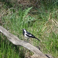Grallina cyanoleuca (Magpie-lark) at Isaacs Ridge and Nearby - 8 Oct 2023 by Mike