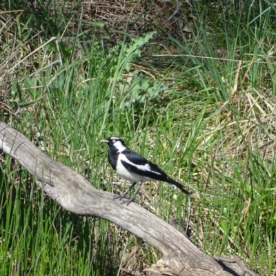 Grallina cyanoleuca (Magpie-lark) at Isaacs Ridge and Nearby - 8 Oct 2023 by Mike