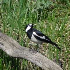 Grallina cyanoleuca at Jerrabomberra, ACT - 8 Oct 2023 03:56 PM