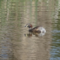 Tachybaptus novaehollandiae (Australasian Grebe) at Isaacs Ridge Offset Area - 8 Oct 2023 by Mike