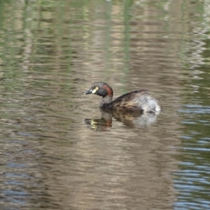 Tachybaptus novaehollandiae at Jerrabomberra, ACT - 8 Oct 2023