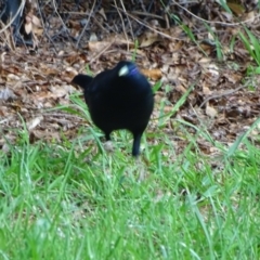 Ptilonorhynchus violaceus (Satin Bowerbird) at Isaacs, ACT - 11 Oct 2023 by Mike