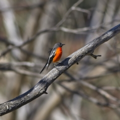 Petroica phoenicea (Flame Robin) at Namadgi National Park - 11 Oct 2023 by MichaelWenke