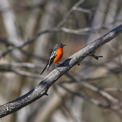 Petroica phoenicea (Flame Robin) at Rendezvous Creek, ACT - 11 Oct 2023 by Trevor
