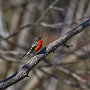 Petroica phoenicea at Rendezvous Creek, ACT - 11 Oct 2023